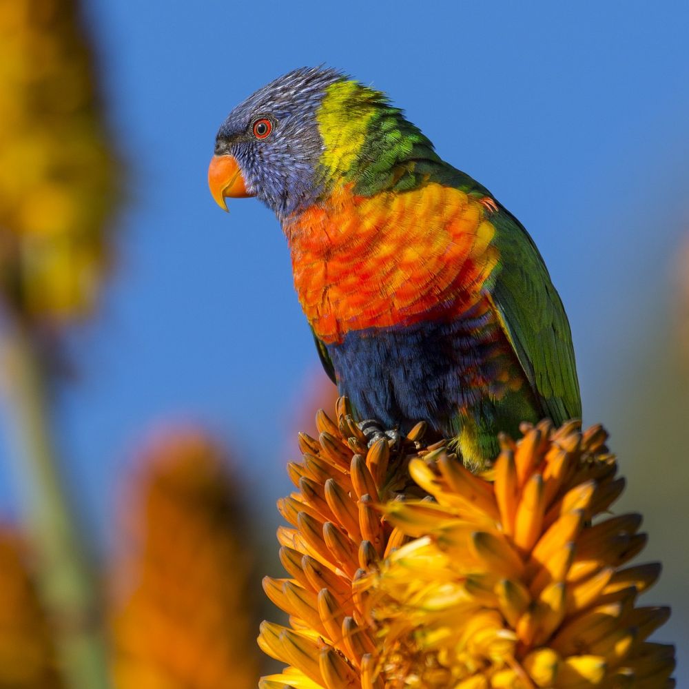 Kiwi dyr: En fascinerende introduktion til New Zealands ikoniske fugl