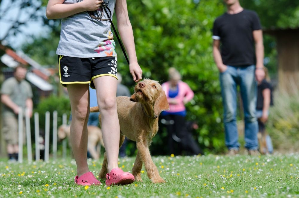 Hundetræning på Nørrebro: Opbyg et stærkt bånd med din hund