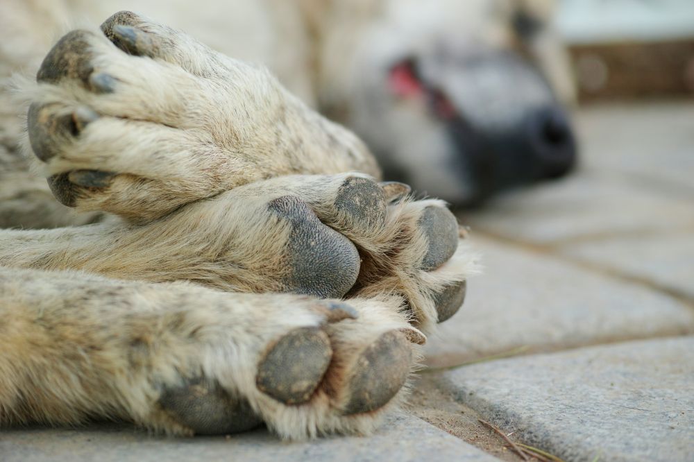 Hjemmeaflivning af kæledyr: en rolig afsked i kendte rammer
